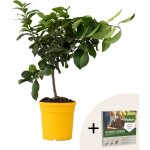 Citronnier - citrus limon - hauteur 60 - 70cm - ?19cm Citronnier - citrus limon - hauteur 60 - 70cm - ?19cm