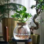 Plant in a box - clusia en verre - clusia rosea 'princess' - hauteur 25 - 35cm - ?20cm