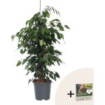 Plant in a box - ficus pleureur - ficus benjamina 'danielle' - hauteur 100 - 110cm - ?21cm Plant in a box - ficus pleureur - ficus benjamina 'danielle' - hauteur 100 - 110cm - ?21cm