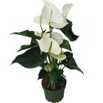 Langue de feu - anthurium 'alaska white' - hauteur 55 - 70cm - ø17cm Langue de feu - anthurium 'alaska white' - hauteur 55 - 70cm - ø17cm