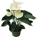 Langue de feu - anthurium 'alpine white' - hauteur 40 - 55cm - ø14cm Langue de feu - anthurium 'alpine white' - hauteur 40 - 55cm - ø14cm