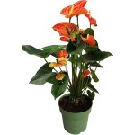 Plant in a box - langue de feu - anthurium 'madural orange' - hauteur 55 - 70cm - �17cm
