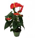 Plant in a box - langue de feu - anthurium 'madural red' - hauteur 40 - 45cm - �14cm