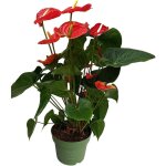 Plant in a box - langue de feu - anthurium 'madural red' - hauteur 55 - 70cm - ø17cm Plant in a box - langue de feu - anthurium 'madural red' - hauteur 55 - 70cm - ø17cm
