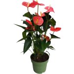 Plant in a box - langue de feu - anthurium 'maine pink' - hauteur 55 - 70cm - ø17cm Plant in a box - langue de feu - anthurium 'maine pink' - hauteur 55 - 70cm - ø17cm