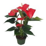 Langue de feu - anthurium 'royal champion' - hauteur 35 - 45cm - �12cm