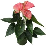 Langue de feu - anthurium 'sweet dream' - hauteur 35 - 45cm - �12cm