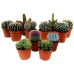 Plant in a box - mélange de mini cactus - set de 12 - cactus - hauteur 5 - 10cm - ?5, 5cm Plant in a box - mélange de mini cactus - set de 12 - cactus - hauteur 5 - 10cm - ?5, 5cm
