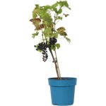 Plant in a box - vigne  raisin - vitis vinifera 'nero' - hauteur 60 - 75cm - ?21cm