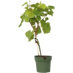 Plant in a box - vigne à raisin - vitis vinifera 'vanessa' - hauteur 60 - 75cm - ?21cm Plant in a box - vigne à raisin - vitis vinifera 'vanessa' - hauteur 60 - 75cm - ?21cm