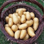 Plants de pomme de terre amandine / clayette de 60 plants