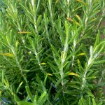 Plant romarin ppinire pot 1, 5l