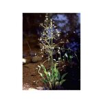 Plantain d'eau godet de 8 / 9 cm