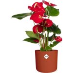 Plante anthurium rouge 12cm dans pot elho b. for soft rond 14cm, couleur brique - diam�tre 14cm? comfortxl ...