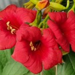 Bignone ebony & red� 'mincamroug13' / pot de 3l