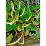 Le jardin du pic vert - plante  bougies godet de 8 / 9 cm