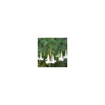 Vivaio garden forest ? plante brugmansia arborea ? trompette d'ange ? fleurs blanches parfum�es ? hauteur ...