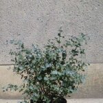 Plantes avenue - eucalyptus baby blue / pot de 7, 5l