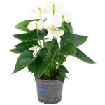 Plante � fleurs (anthurium blanc) - �12cm - ?43cm? comfortxl green