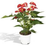 Plante � fleurs (anthurium rouge) - �17cm - ?55cm - �17cm - ?55cm? comfortxl green