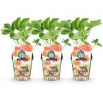 Plante fruiti�re fragaria maxim fraises rouges 3pcs pot 9cm hiver? comfortxl green