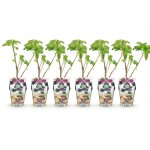 Plante fruiti�re ribes nigrum titania cassis noirs 6pcs pot 9cm hiver? comfortxl green