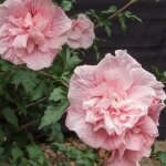 Hibiscus, alth�a pink chiffon� 'jwnwood4' / pot de 7, 5l