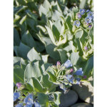 Plante � hu�tre pot de 1l / 1, 5l