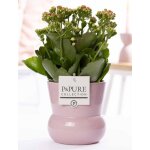 Plante kalanchoe rose en vase p&pure maxima rose - diam�tre 12 cm hauteur 27 cm? comfortxl green