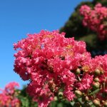 Plantes avenue - lilas des indes dynamite / pot de 7, 5l