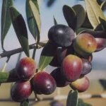 Plante d'olivier leccino