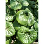 Plante panth�re pot de 3l / 4l