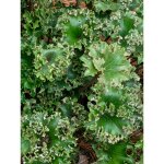 Plante panth�re 'wavy gravy ' godet de 8 / 9 cm