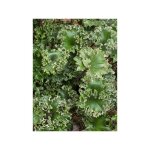 Plante panth�re 'wavy gravy ' pot de 2l / 3l