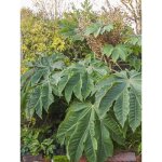 Plante  papier de riz 'rex ' pot de 10 cm / 11cm