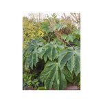 Le jardin du pic vert - plante  papier de riz 'rex ' pot de 6l / 7l
