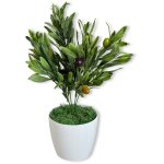 Plante en pot - olivier avec fruit 37 cm