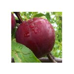 Vivaio garden forest ? prunier sang de dragon ? gros fruits rouges sucr�s ? maturit� fin juillet ? exposition ...