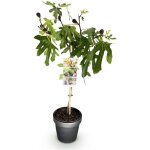 Plante sur tige ficus carica little miss figgy fruits verts feuillage caduc pot 19cm hauteur 90cm? comfortxl ...