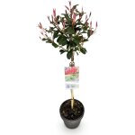 Plante sur tige photinia fraseri carre rouge feuillage vert - rouge persistant pot 19cm hauteur 90cm? ...