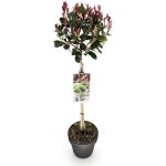 Plante sur tige photinia fraseri little red robin feuillage vert - rouge persistant pot 19cm hauteur ...