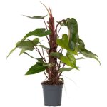 Plant in a box - plante verte - philodendron red emerald kratiste - hauteur 70 - 80cm - ?19cm