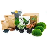 Planten terrarium pakket en pot. plante verte type planten terrarium pakket, livr�e en pot, id�ale pour ...