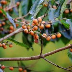 Le jardin du pic vert - plaqueminier, kaki - diospyros lotus pot de 2l / 3l