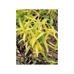 Le jardin du pic vert - pleioblastus auricoma pot de 1l / 1, 5l