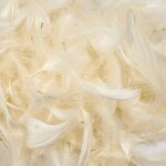 Plumes d�coratives - cr�me �crue, 12 g