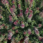 Podocarpe red kiss - podocarpus alpinus red kiss pot 2, 5l