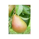 Le jardin du pic vert - poirier 'durondeau' pot de 7, 5l / 10l, haute - tige