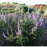 Poivre de moine 'latifolia' - vitex agnus - castus - 30 - 40 cm pot