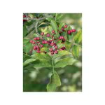 Le jardin du pic vert - poivrier d'am�rique pot de 4l / 5l